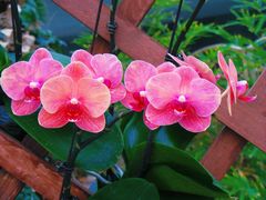 -北京植物园-展览温室