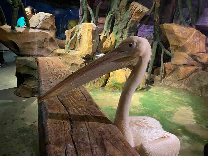 hi zoo万象萌宠公园-"交通:公交地铁地点:哈西金爵万象 推.