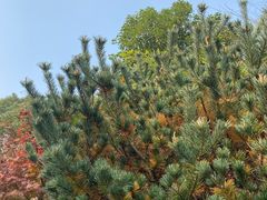 -杭州半山国家森林公园