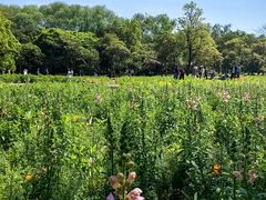 -上海共青森林公园