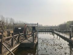 -溱湖国家湿地公园