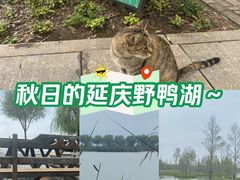 -野鸭湖国家湿地公园