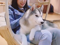 -Husky Go! 哈士奇体验馆·宠物咖啡厅狗咖