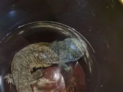 -富正毅三下锅连锁(三店)