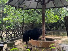 -深圳野生动物园