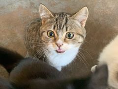 -喵屿·大理花园猫咖