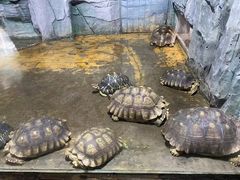 -石家庄市动物园