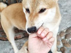 -柴犬高等学院·狗咖·柴犬售卖·宠物训练