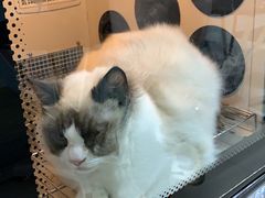 -老吴的猫·猫舍(新区店)