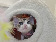 -小猫来了·猫咪专售(红山六九七九店)