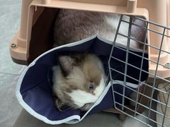 -pd派德宠物中心医院24H急重症·眼科中心·血液透析中心(嵩山北路店)