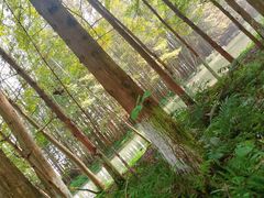 -桤木河湿地公园