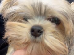 -翊宠yipet猫狗购宠庄园犬舍•猫舍