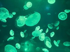 -江和美海洋公园