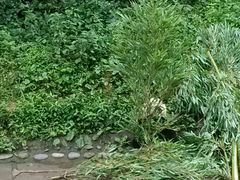 android_upload_pic-碧峰峡风景区