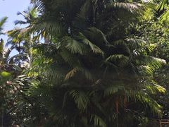 -墨尔本皇家植物园