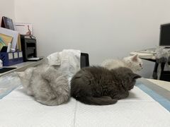 -瑞派雷欧宠物医院·中兽医·眼科·急重症转诊中心(黄台店)