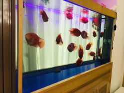 点击看大图 -WENDY·温迪皮肤管理