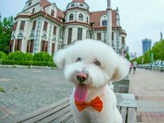 -超宠爱宠物摄影-Super pet