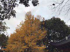 -汇龙潭