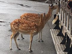 -清迈夜间动物园