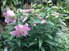 -谷咖啡·鲜花绿植花园餐厅