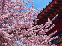 -桃花堤公园