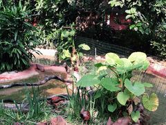 -广州长隆飞鸟乐园