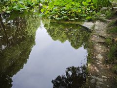 -陈家山荷花公园