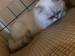 -喵屿·大理花园猫咖