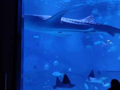 -烟台海昌鲸鲨海洋公园