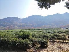 -中国茶叶博物馆(双峰馆区)