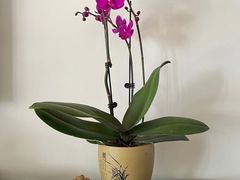 -双季花艺园艺市场(浦东店)