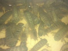 长爪，有膏肥肥濑尿虾-浪琴湾尾角仔海鲜坊