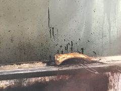 -清真新疆叶尔羌烤肉店(新香洲店)