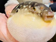 -肆月河豚·新淮扬(金融街店)