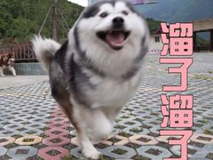 -小四川菜馆(托乐嘉店)