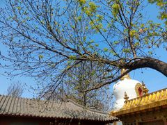 -护国法轮寺