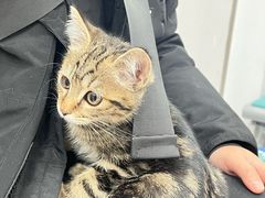 -四月宠物医院·猫专科·心脏专科·内科(转塘店)