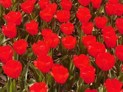 -玄武湖景区-情侣园游乐场