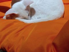 -飞行喵MR PILOT|猫舍·猫咖(静安大融城店)