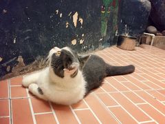 -猫咪博物馆(顶澳仔猫街店)