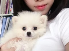 -瑞鹏宠物医院·微创内窥镜·骨外科·牙科(翠竹分院)