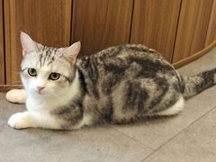 -飞行喵MR PILOT|猫舍·猫咖(静安大融城店)