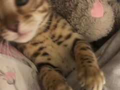 -瑞派动物医院·绝育·犬猫全科·预防医学(光景江南中店)