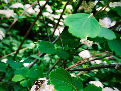 -洛阳白云山景区