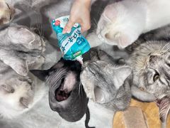 -楼上猫咖(罗湖店)