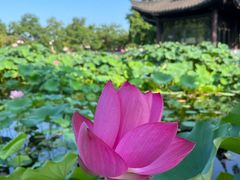 -莫愁湖公园
