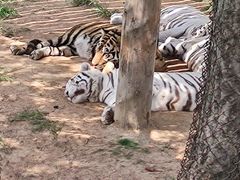 -西霞口神雕山野生动物世界