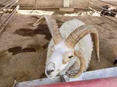 -南宫五洲植物乐园